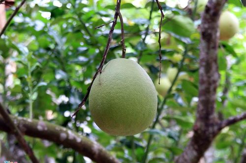 Thủ phủ thanh trà vào mùa