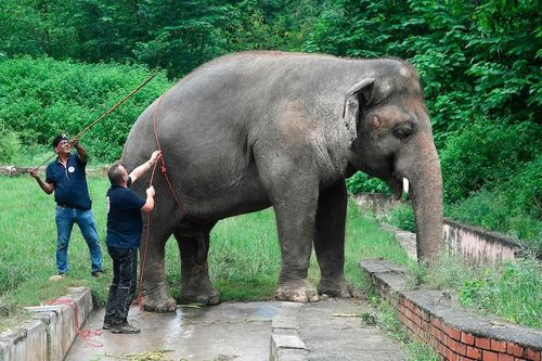 Con voi cô đơn nhất thế giới được giải cứu khỏi vườn thú
