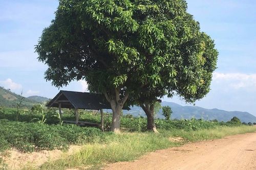 Điều tra vụ kiểm lâm bị đâm khi mật phục để bắt gỗ lậu