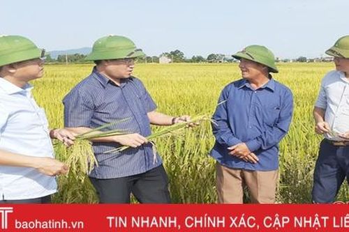 Năng suất lúa hè thu ở Lộc Hà thuộc top đầu Hà Tĩnh