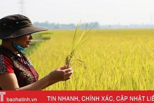 ADI 168 chất lượng cao, thích nghi tốt với Hà Tĩnh