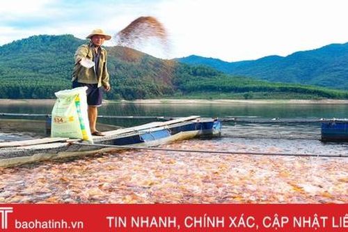 'Bỏ phố lên rừng' quyết xây dựng thương hiệu cá sạch