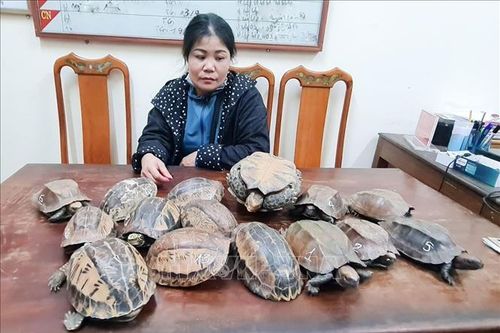 Hà Tĩnh phát hiện, thu giữ 15 con rùa không có giấy tờ, chứng minh nguồn gốc