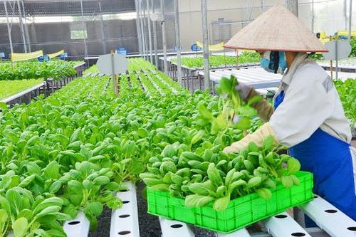 TP.HCM: Tạo làm gió mới trong phát triển nông nghiệp công nghệ cao