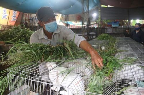 Thu nhập cao từ nuôi thỏ thương phẩm