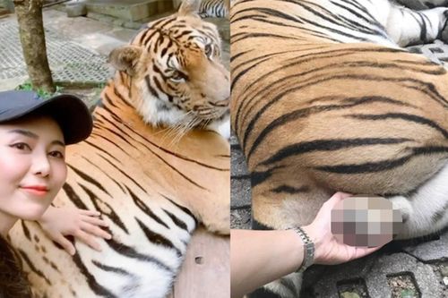 Nữ du khách bị chỉ trích vì chọc ghẹo chỗ 'nhạy cảm' của hổ