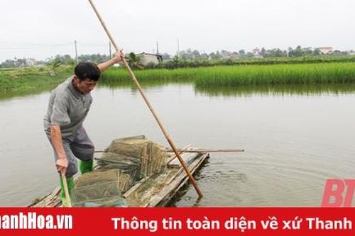 Phát triển mô hình cá lúa trên vùng đất trũng thấp