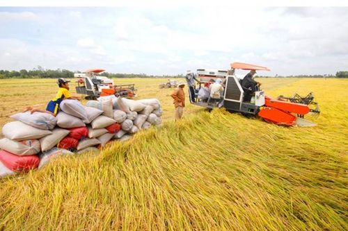 Giá gạo xuất khẩu cao nhất trong 9 năm qua