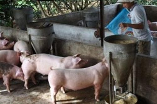 Chưa thể giảm giá thịt lợn - vì sao?