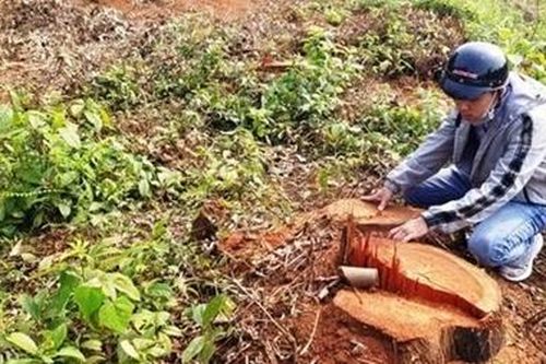 Bị phạt gần 400 triệu đồng vì hành vi phá rừng