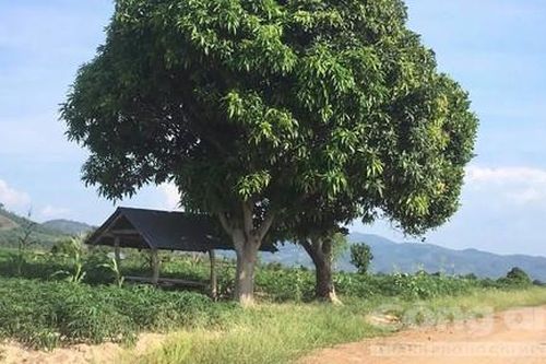 Hai kiểm lâm bị đâm gây thương tích khi mật phục bắt gỗ lậu