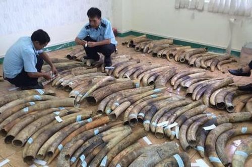 Kỳ cuối: Cứu lấy những sự sống cuối cùng!