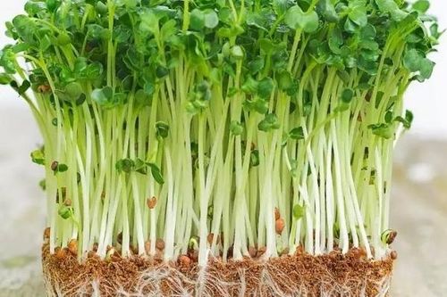 Rau mầm giá trị dinh dưỡng và những lưu ý