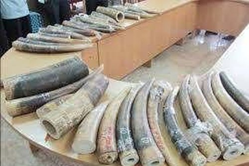 Khởi tố người đàn ông trong đường dây buôn hơn 1 tạ sừng tê giác