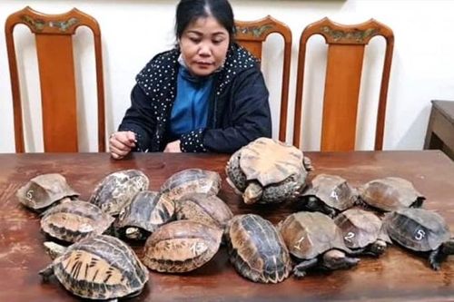 Hà Tĩnh: Phát hiện, bắt giữ người vận chuyển 15 cá thể rùa không rõ nguồn gốc