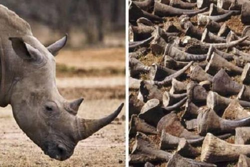 Phát hiện 126,5 kg sừng tê giác trên chuyến bay từ Dubai về Việt Nam