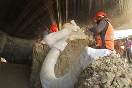 Nguyên nhân loài voi Ma mút bị tuyệt chủng là do 'bẫy khổng lồ'?