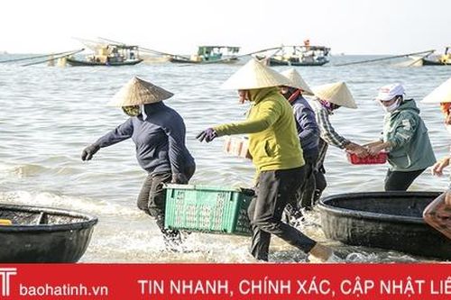 Gặp đúng luồng cá mờm cơm, ngư dân Lộc Hà thu 'tiền tươi' tại bãi