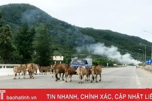 Bò 'nghênh ngang' trên quốc lộ 12C, người tham gia giao thông muốn chính quyền vào cuộc