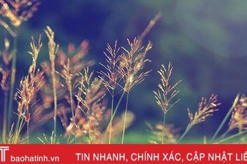 Hoài niệm cỏ may
