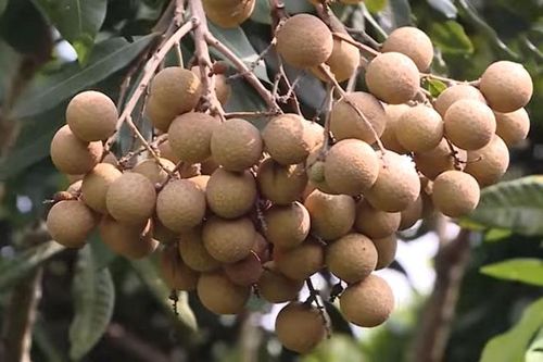 Hưng Yên: Thành 'triệu phú' nhờ trồng nhãn Hương Chi