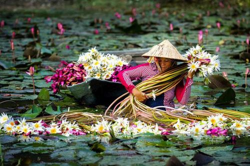 Việt Nam là quốc gia có nhiều món ăn từ hoa nhất thế giới