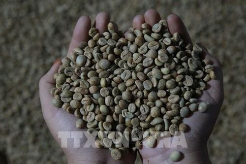 Indonesia muốn giành lại vị trí sản xuất cà phê lớn thứ hai thế giới