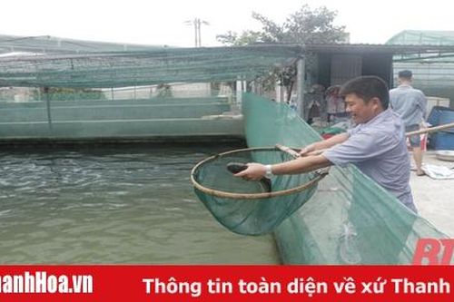 Làm giàu từ nuôi cá lóc trong bể xi măng