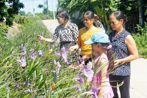 Xanh thắm những đường hoa