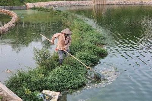Đã lấy mẫu nước xét nghiệm xác định nguyên nhân