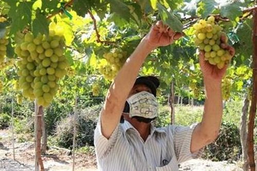 Thuận Nam (Ninh Thuận): Nông dân thi đua sản xuất, kinh doanh giỏi