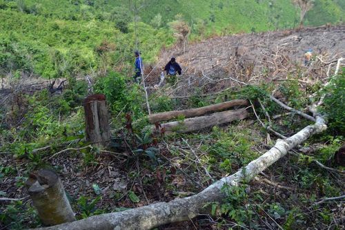 Thông tin phản hồi vụ phá rừng tại xã Phú Mỡ