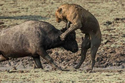 Sư tử bị đâm 'thập tử nhất sinh' khi lén tấn công trâu rừng