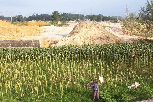 Bị thu đất lúa, nông dân sống bằng gì?