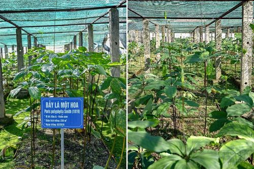 Cây dược liệu - nguồn tài nguyên quý cần được bảo tồn và gắn với phát triển kinh tế