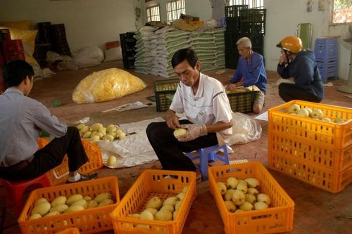 Kiểm tra toàn bộ vùng trồng, các cơ sở đóng gói trái cây được cấp mã số