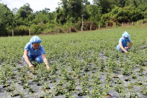 Hiệu quả trồng dược liệu ở Con Cuông