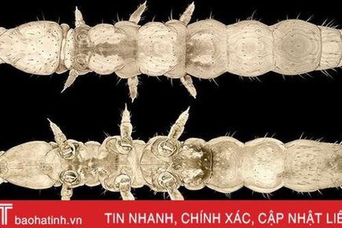 Sinh vật sống sót qua 30 kỷ băng hà