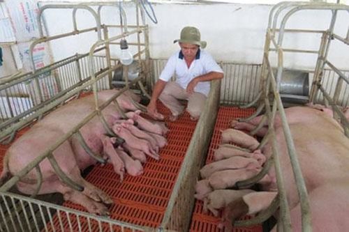 Bộ NN&PTNT lý giải nguyên nhân giá lợn giống giảm chậm hơn lợn hơi