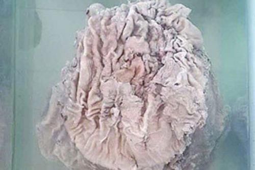 Chàng trai số đỏ: Nhặt được cục gỗ lạ rồi bất ngờ trở thành tỷ phú