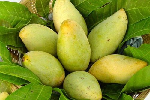Tăng cường giám sát quản lý mã số vùng trồng và cơ sở đóng gói phục vụ xuất khẩu