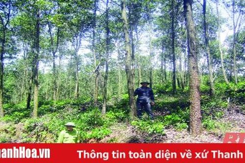 Khát vọng rừng xanh - Bài 2: Nghề rừng và những bước chuyển mình