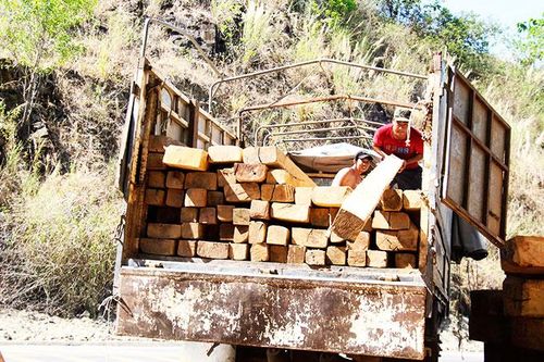 Xử lý 12 vụ vi phạm Luật Lâm nghiệp