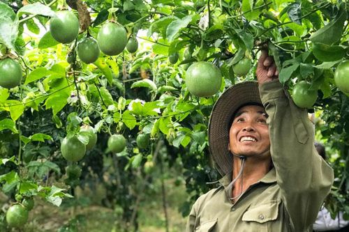 Nâng cao chất lượng giống cây trồng: Cần tập trung, không dàn trải