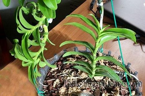 Khởi tố, bắt tạm giam đối tượng lừa đảo bán lan đột biến