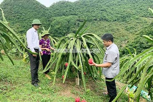 Thanh long ruột đỏ Thuận Châu liên tiếp 'ghi điểm'