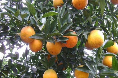 Cam Cao Phong ngọt trái, sai quả nhờ Phân bón Văn Điển
