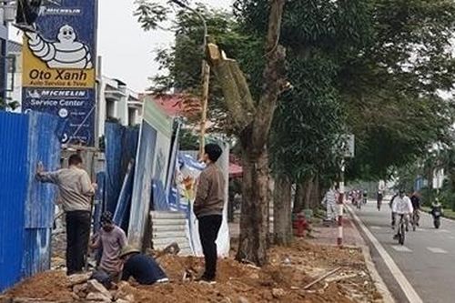 Hải Phòng báo động tình trạng cây xanh đô thị bị 'bức tử'