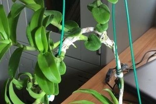 Khởi tố đối tượng lừa đảo bán lan đột biến