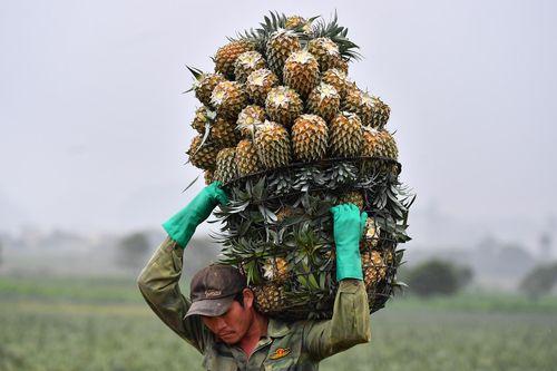 Tìm cách xuất khẩu nông sản qua đường sắt, hàng không